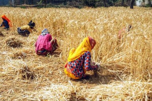 ପ୍ରତିକୂଳ ପାଗ ସତ୍ତ୍ବେ ୧୧.୨ କୋଟି ଟନ ଗହମ ଉତ୍ପାଦନ ସରକାର ଆଶା ରଖିଛନ୍ତି